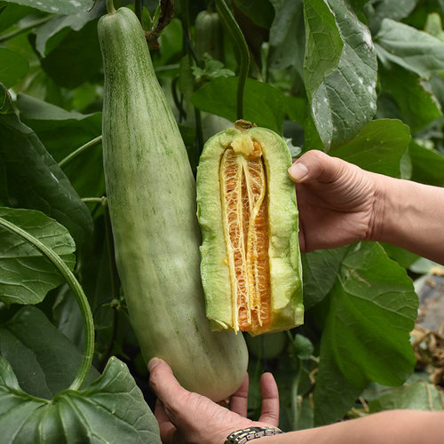羊角酥春季阳台盆栽甜瓜种子包邮