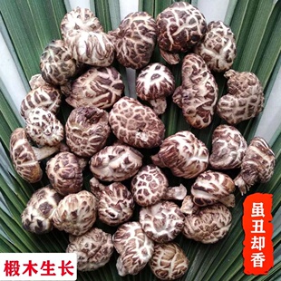 神农架土特产房县小花菇干货湖北农家干椴木香菇香菌营养菌菇500g