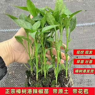 正宗樟树港辣椒苗 湖南原产地辣椒大苗 岳阳湘阴特产带土嫩辣椒苗