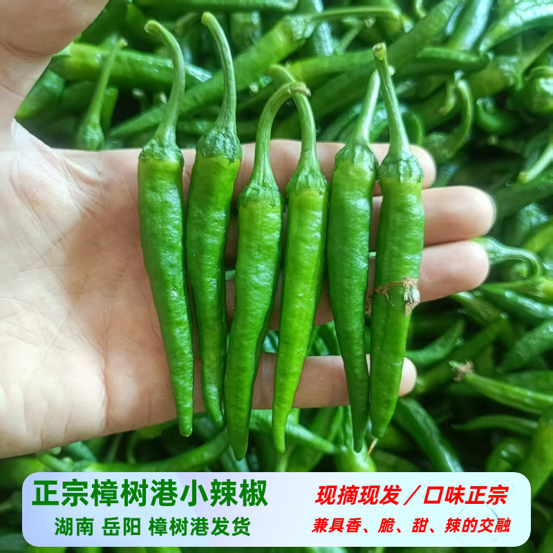 湖南正宗樟树港辣椒新鲜现摘