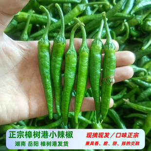 湖南正宗樟树港辣椒新鲜现摘岳阳湘阴特产小辣椒4斤薄皮脆嫩青椒