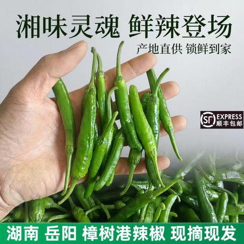 湖南正宗樟树港辣椒新鲜现摘