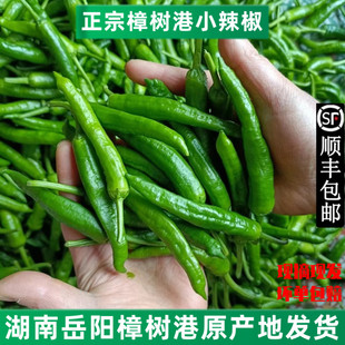 正宗樟树港辣椒新鲜现摘湖南岳阳湘阴本地特产农家小薄皮嫩青辣椒