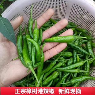 2斤装正宗湖南樟树港小辣椒新鲜现摘湘阴农家本地特产薄皮嫩青椒