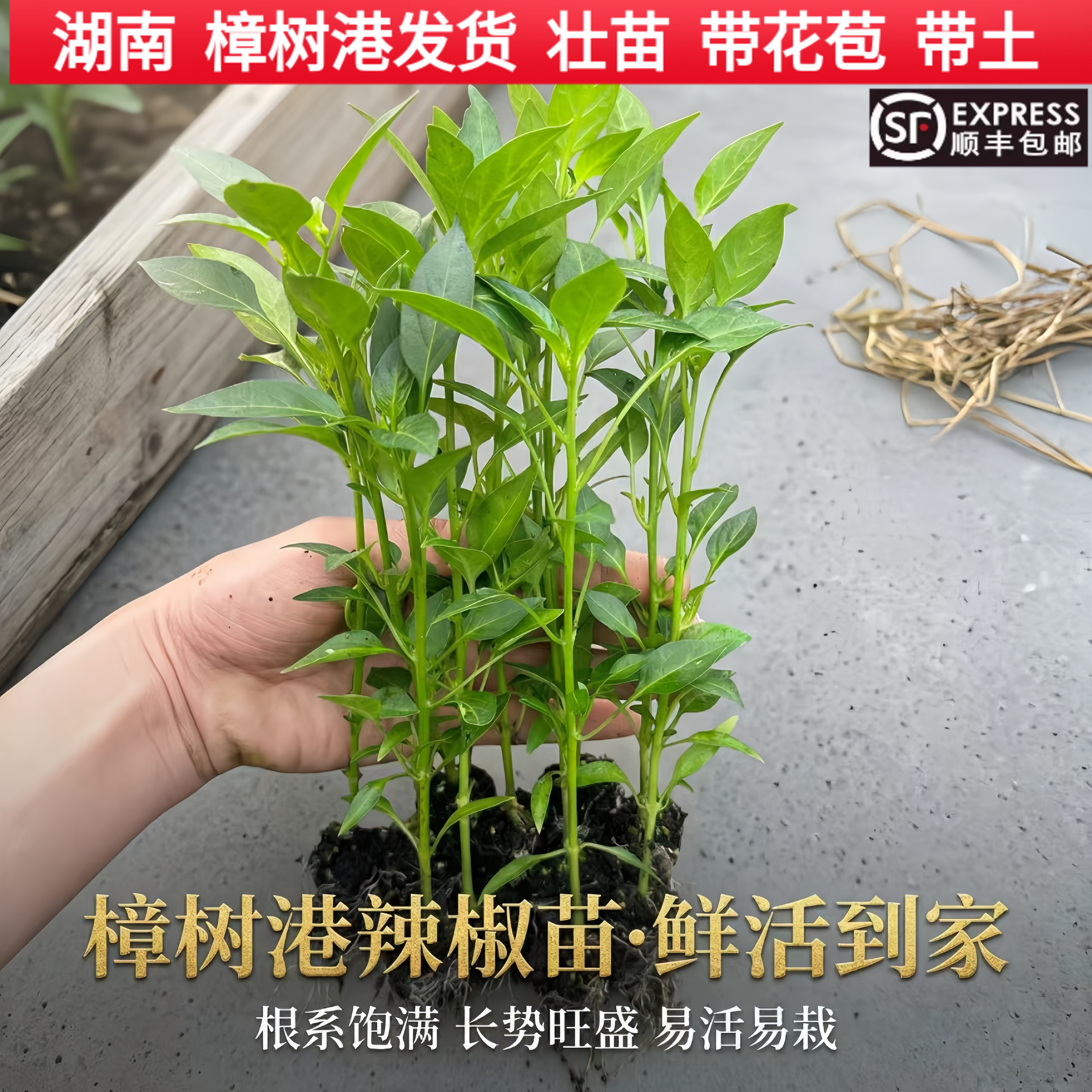 湖南樟树港辣椒苗 正宗原产地带土壮苗带花苞大苗 岳阳本地特产