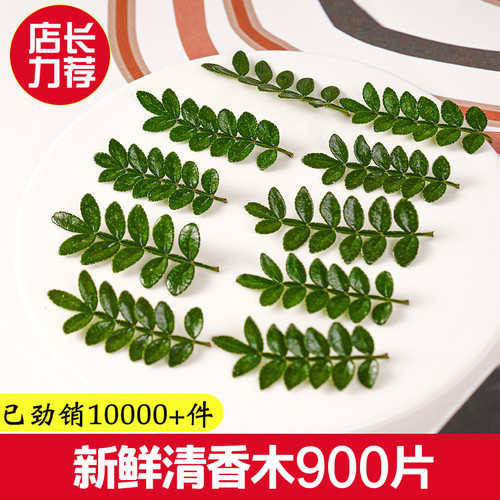 新鲜采摘清香木叶子蛋糕烘焙甜品西餐摆盘装饰点缀花草胡椒木盆栽