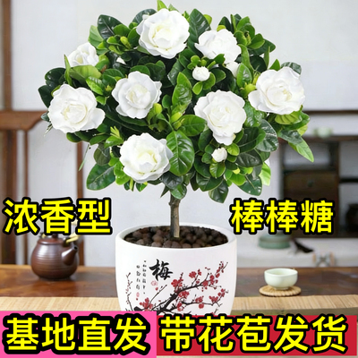 栀子花盆栽带花苞四季开花植物室内阳台花老桩好养活枝枝花树苗