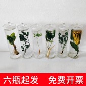 中草药材浸制泡中药植物保色定制海洋藻类标本新鲜瓶装 教学展示