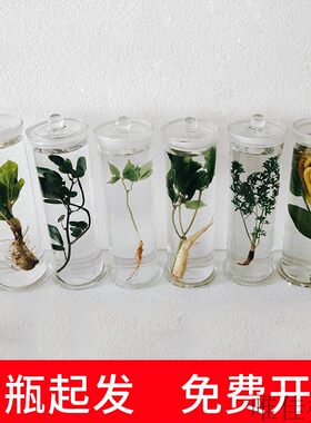中草药材浸制泡中药植物保色定制海洋藻类标本新鲜瓶装教学展示