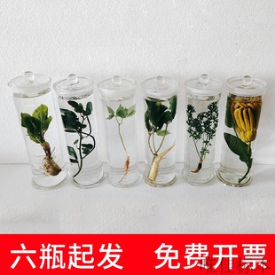 中草药材浸制泡中药植物保色定制海洋藻类标本新鲜瓶装教学展示