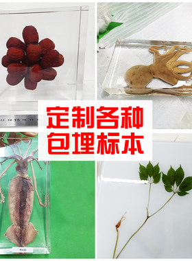 天然真实昆虫包埋标本教学展示动物植物树脂标本透明定制海洋生物