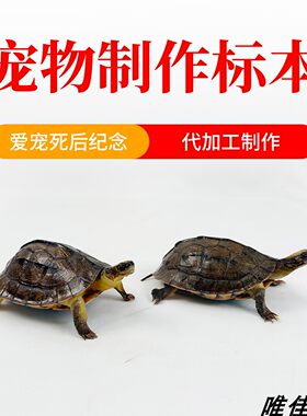 乌龟宠物龟壳代加工定制作剥制标本死后纪念摆件工艺品教学完整体