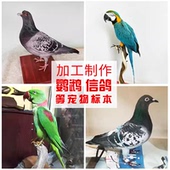 宠物鹦鹉信鸽禽类死后加工定制作标本摄影摆设教学演示工艺品装 饰