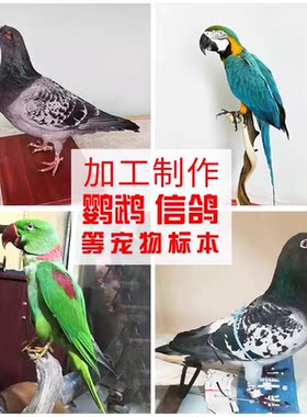 宠物鹦鹉信鸽禽类死后加工定制作标本摄影摆设教学演示工艺品装饰