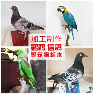 宠物鹦鹉信鸽禽类死后加工定制作标本摄影摆设教学演示工艺品装饰