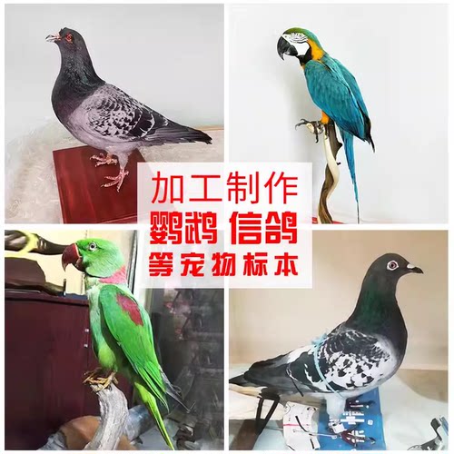 宠物鹦鹉信鸽禽类死后加工定制作标本摄影摆设教学演示工艺品装饰