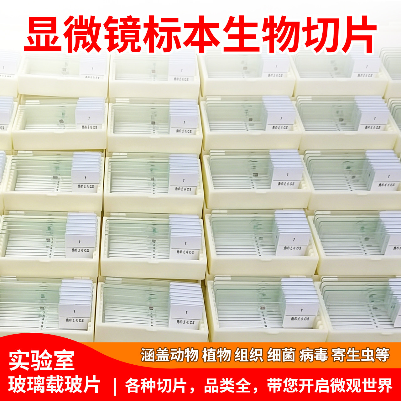 生物切片显微镜标本动植物细胞病理实验观察玻璃装片定制教学套装