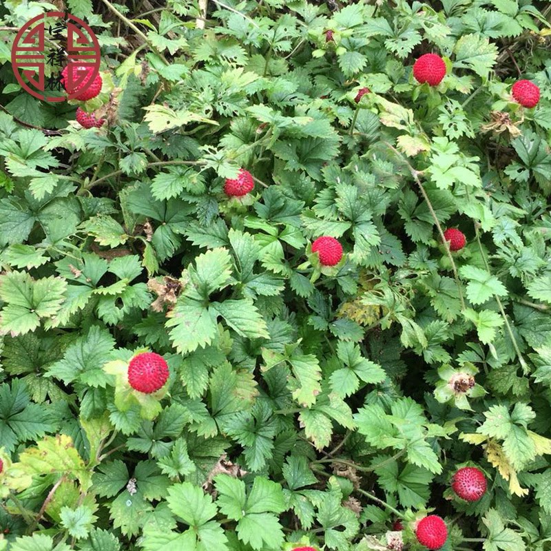 宝祥林深山蛇莓草新鲜三脚虎和尚头坡 野草莓龙吐珠干品地莓250g