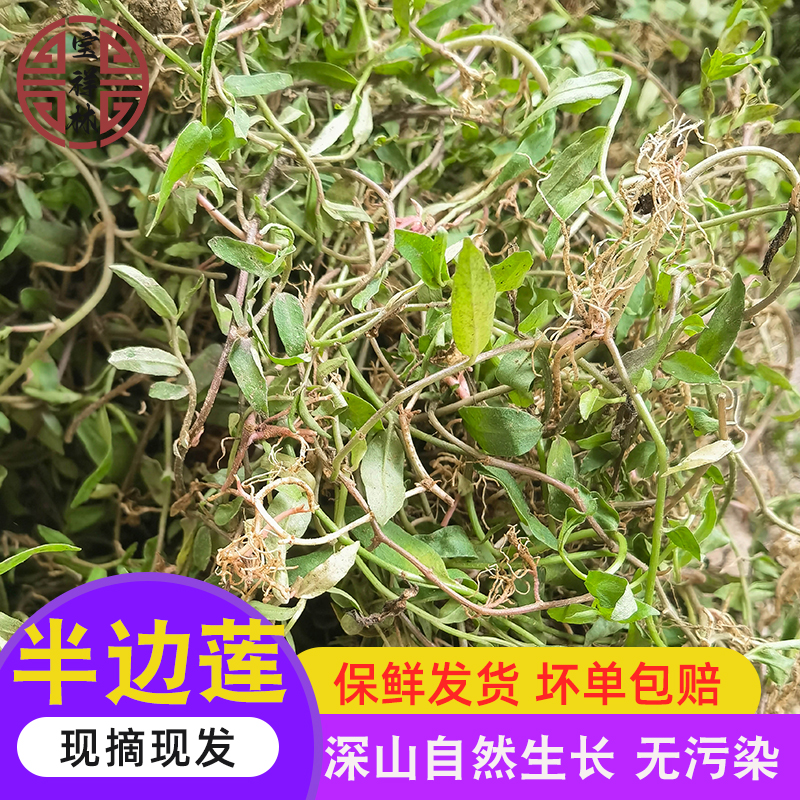 宝祥林半边莲细米草新鲜鱼尾花现采急解索半边菊250g干货另售