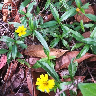 宝祥林潮汕青草药黄花磨奇草新鲜黄花蟛蜞菊黄花磨其草500g鲜品