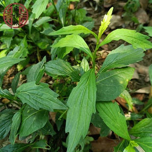 宝祥林新鲜脾草现采马兰鱼鳅串田边菊马兰头枝叶青草新货干品250g