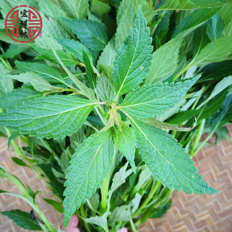 宝祥林农家新鲜溪沟草溪沟草山羊面台湾延胡索土黄连250g另售干品