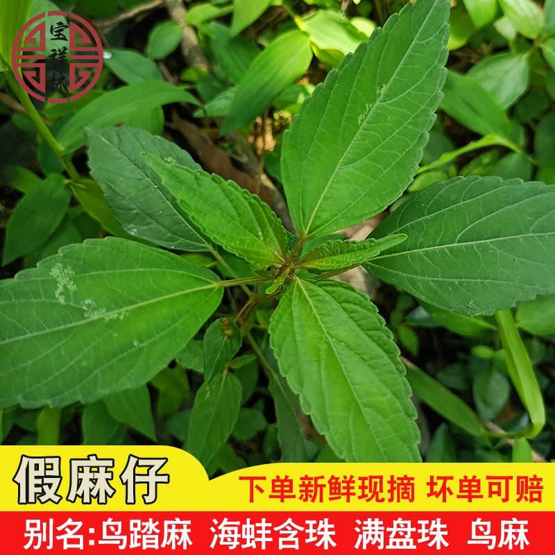 新鲜现摘深山海蚌含珠 铁苋菜新鲜血见愁叶里藏珠 潮汕假麻仔500g