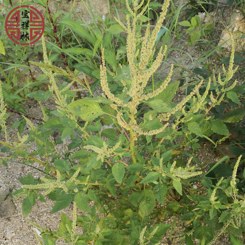 宝祥林刺苋菜 新鲜红梗簕苋菜假苋菜母猪刺下单现采500g