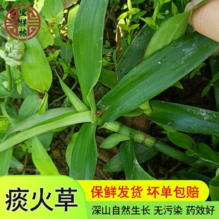 深山新鲜痰火草 围夹草青竹壳菜草青鸭跖草 猪牙草大苞水竹叶250g