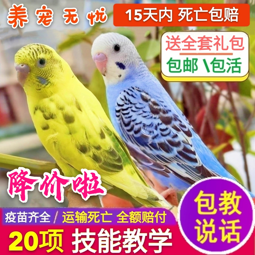 虎皮鹦鹉宠物活物云斑活体大型小鸟活宠物玄凤幼鸟鹦鹉活鸟鸟活物在类目 宠物/宠物食品及用品, 鸟类及用品, 鸟中 - 来自Buy2taobao.com提供专业的淘宝代购服务