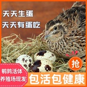 鹌鹑活苗成年产蛋鹌鹑繁殖天天下蛋黄羽沙维散养活体阳台鹌鹑宠物