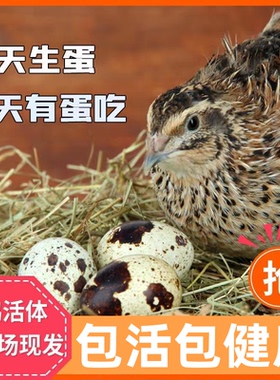 鹌鹑活苗成年产蛋鹌鹑繁殖天天下蛋黄羽沙维散养活体阳台鹌鹑宠物