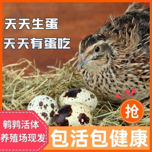 鹌鹑活苗青年鸟活物鹌鹑活鸟天天下蛋黄羽沙维散养鸡活体鹌鹑宠物