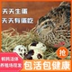 鹌鹑活苗成年产蛋鹌鹑繁殖天天下蛋黄羽沙维散养活体阳台鹌鹑宠物