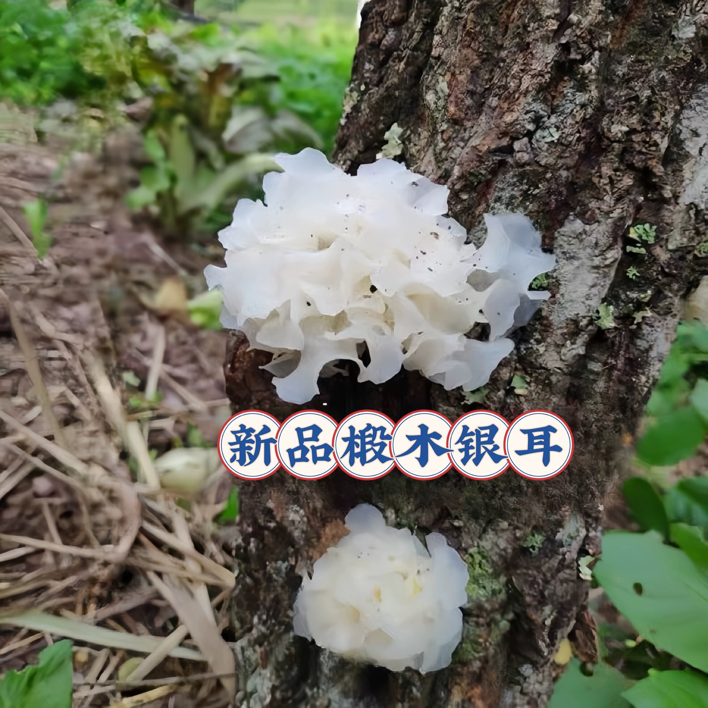 四川椴木银耳 新品干货 通江白木耳 野山雪耳 糯耳 无硫250g包邮