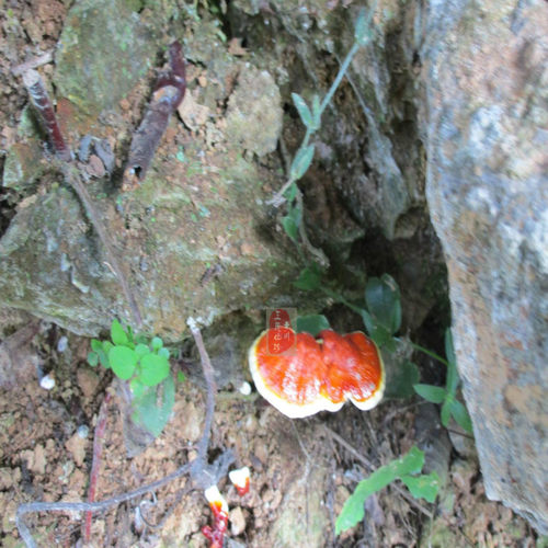 深山山里货灵芝干货四川青川高山整朵赤芝不打粉农民自采500g包邮