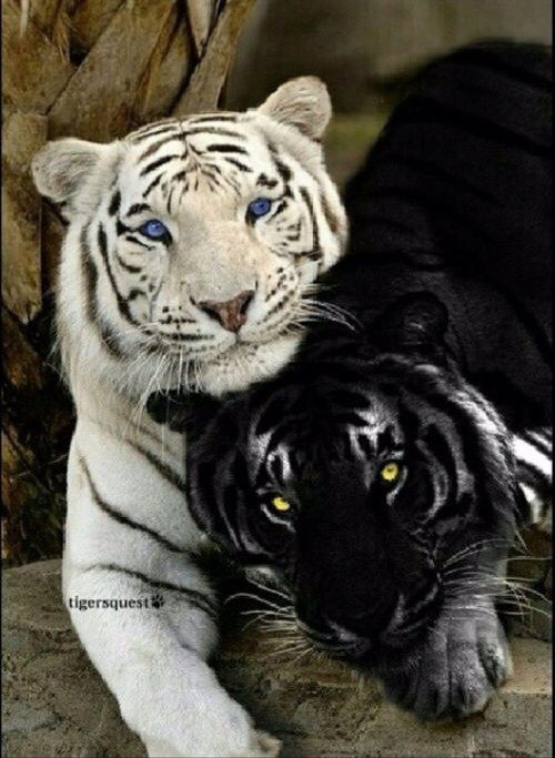 包邮印花diy粘贴钻石满绣5d动物黑白老虎客厅卧室招待培训室壁画