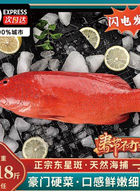 东星斑燕尾斑飞鱼冰鲜鲜活冷冻海参斑鱼红石斑鱼龙趸石头鱼老虎斑