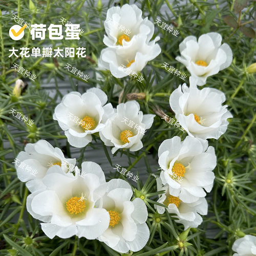 【荷包蛋】针叶大号单瓣太阳花太阳花宿根耐旱庭院楼顶幼儿园花园