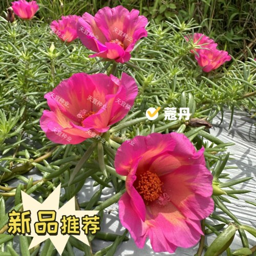 蔻丹【新品种】大花单瓣太阳花大号太阳花宿根耐旱庭院楼顶幼儿园