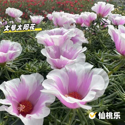 大花单瓣太阳花【仙桃乐】大号太阳花宿根耐旱庭院楼顶幼儿园花园