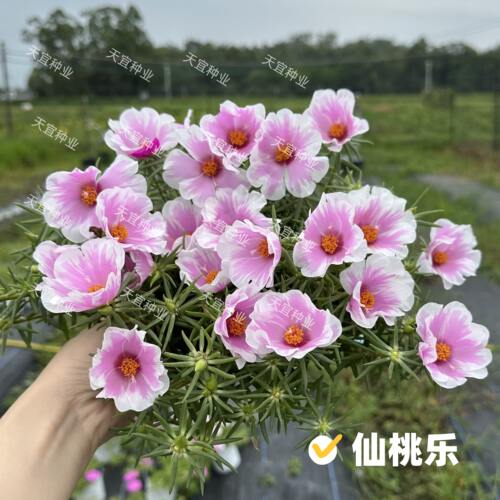 网红太阳花单瓣太阳花【仙桃乐】大号太阳花宿耐旱庭院楼顶幼儿园