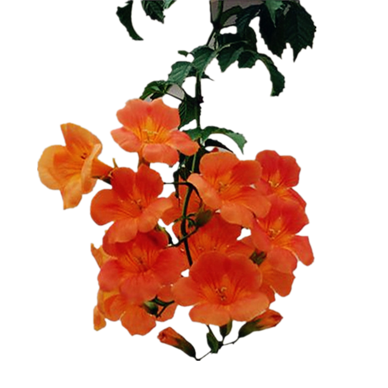 爬墙花卉植物美国树苗阳台