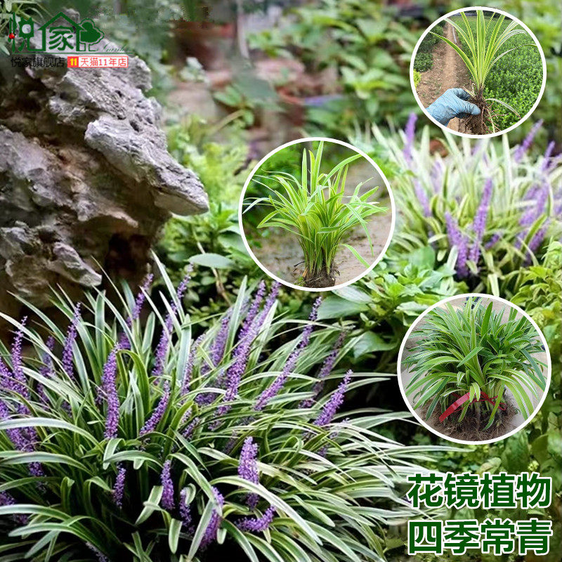 四季常绿花境观赏草金边阔叶麦冬草花苗阳台盆栽花园耐阴耐寒植物图片