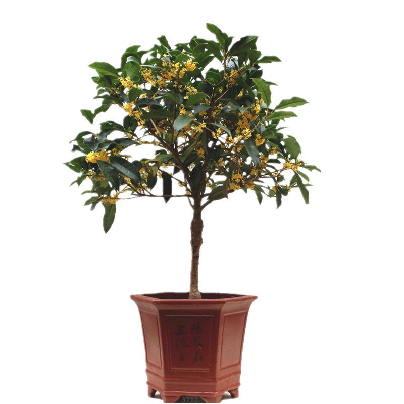 桂花树苗盆栽植物金桂室内花卉