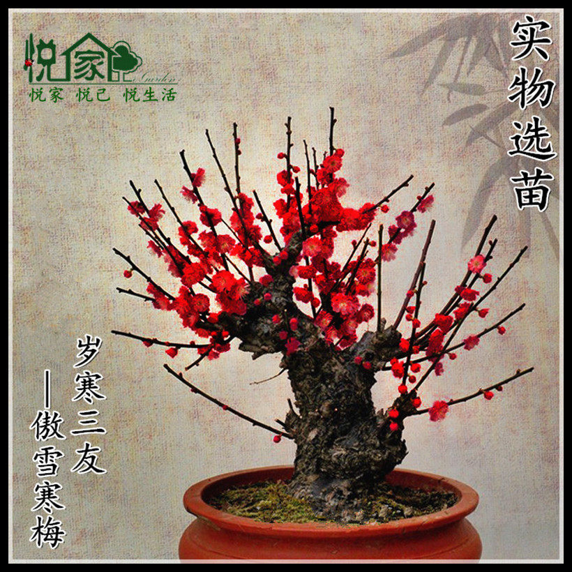梅花树苗盆栽植物庭院树桩冬季室内原生苗红梅盆景浓香型腊梅树苗在类目 鲜花速递/花卉仿真/绿植园艺, 花卉/绿植盆栽（新）, 花卉中 - 来自Buy2taobao.com提供专业的淘宝代购服务