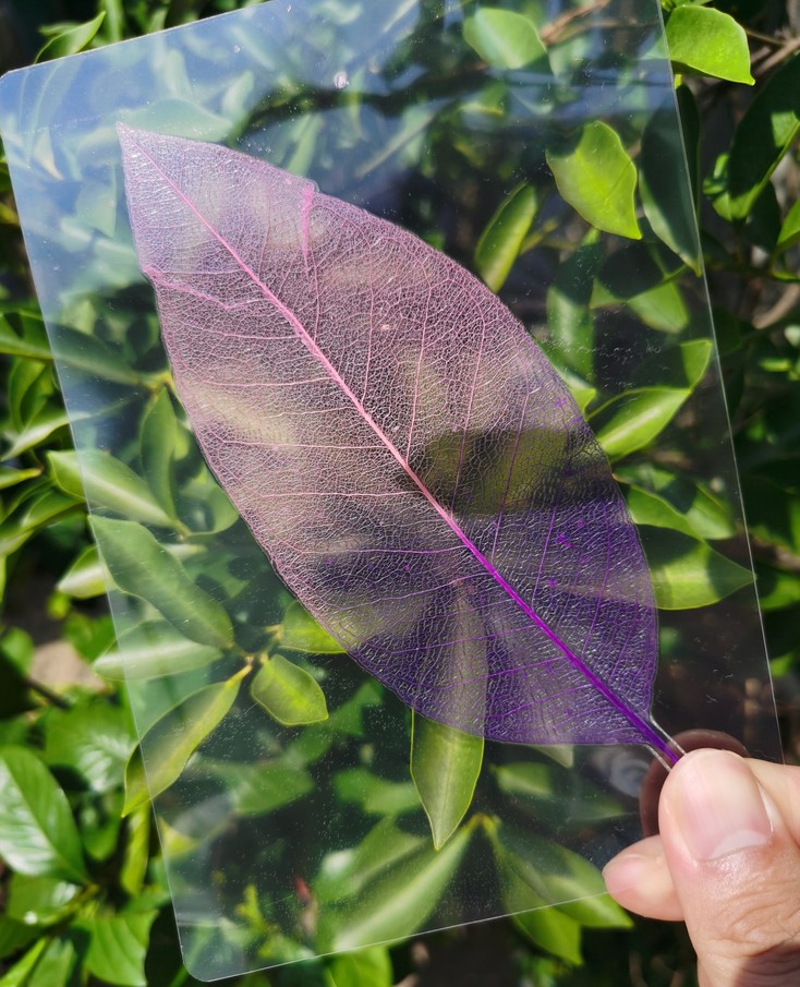 手工硬膜硬质冷裱膜树叶塑封
