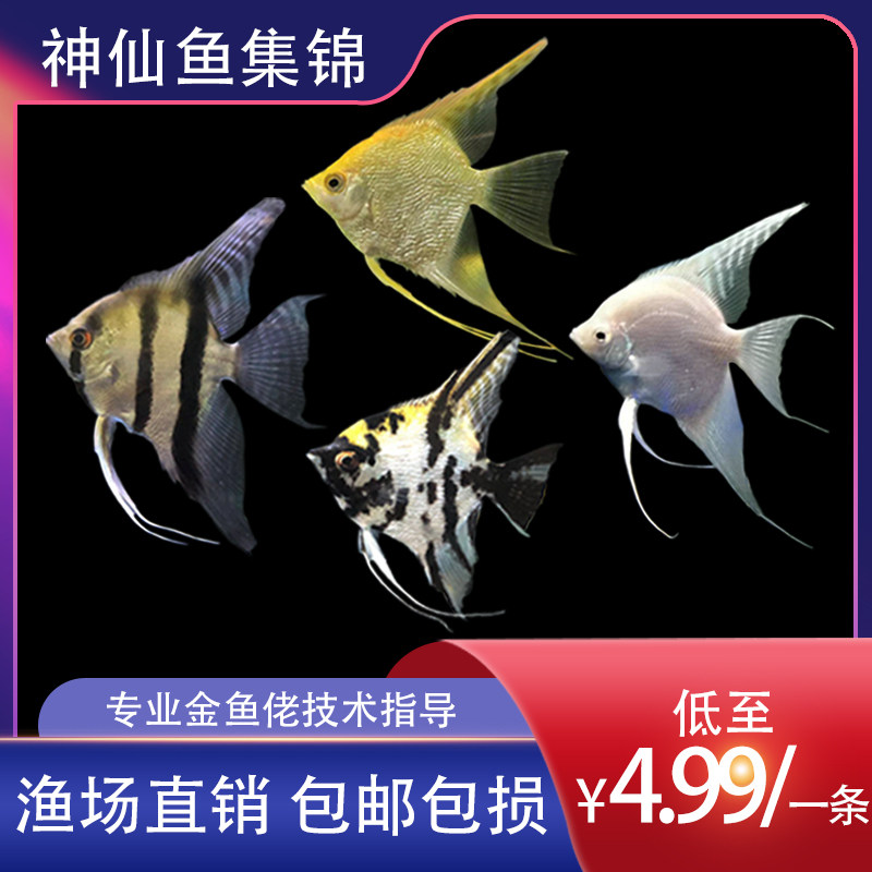 神仙鱼活体秘鲁七彩神仙红头三色热带观赏鱼燕淡水小型群游鱼包邮