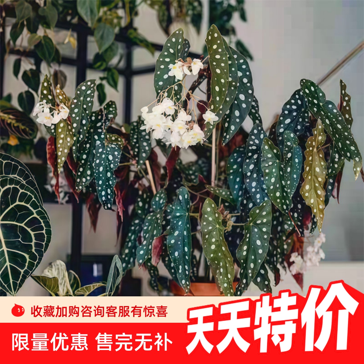 鳟鱼秋海棠粉旗鱼海威进口ins