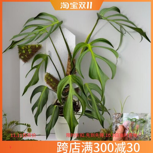 巴西火焰龟背竹植物热植洒金龟